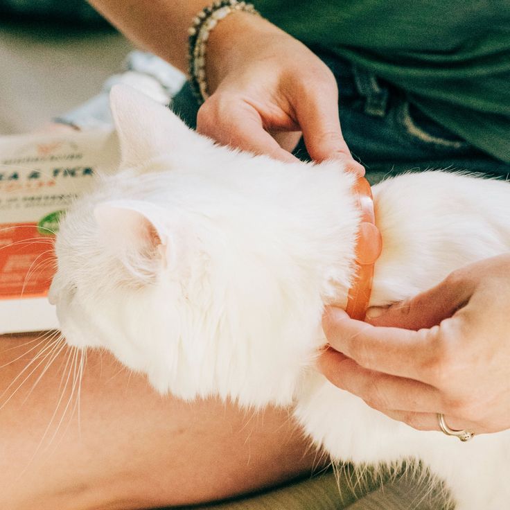 How to Protect Against Fleas