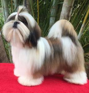 Grooming Requirements for Luxurious Coats