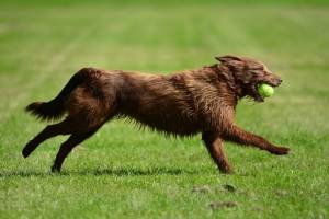 Active Dogs