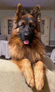 Popularity as Family Pets