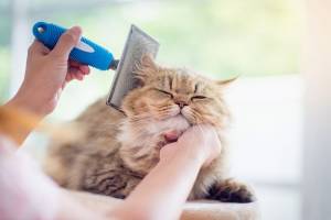 Grooming Session ASAP