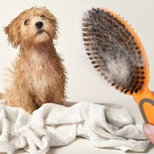 Slicker Brushes for Thick Coats