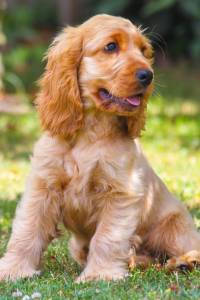 Bird Hunting Dog