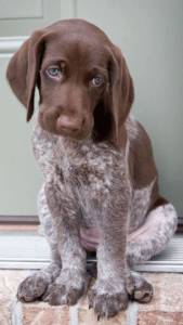 Benefits of Professional Grooming