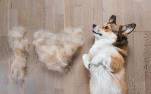 Shedding Season
