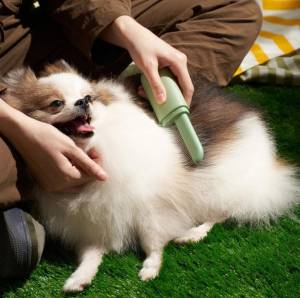 Individual Grooming Sessions