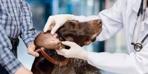 How to Protect Against Fleas