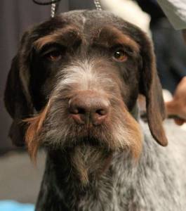 Your Senior Dog