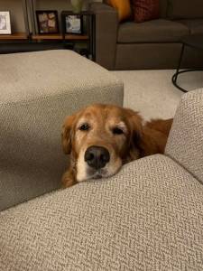 Your Senior Dog