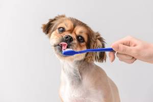 Grooming Mistakes Pet Owners Make