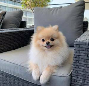 Grooming Needs for a Fluffy Coat