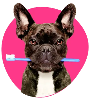 Dental Care