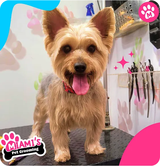 Keep Your Pet Happy, Healthy, & Looking their Best.