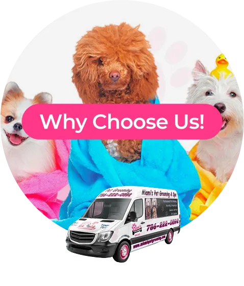 Why Choose Miamis Pet Grooming